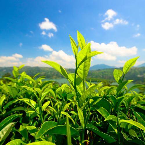 Charakterystyka dosz - VATA